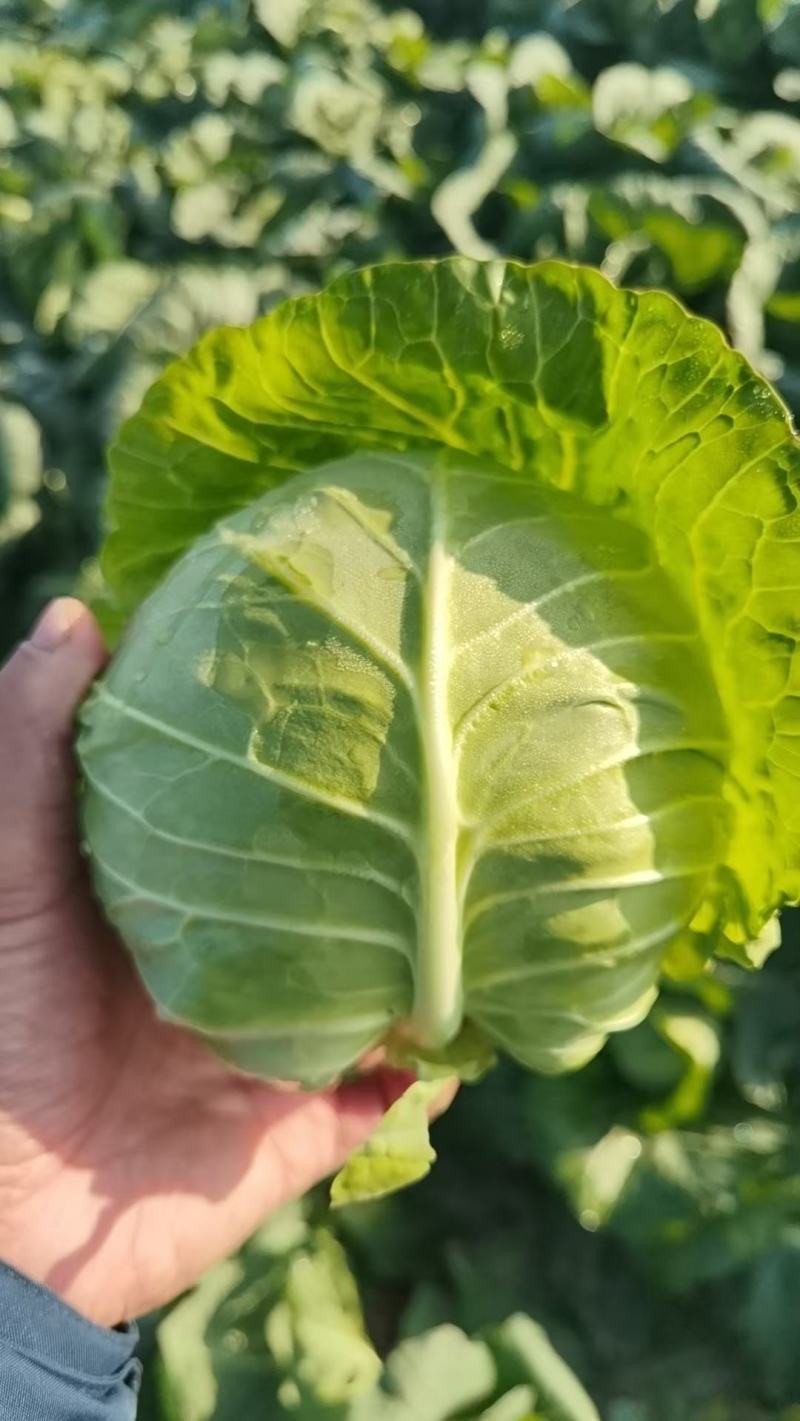 河北邯郸精品甘蓝圆包菜产地发货一手货源批发品质保证价格美