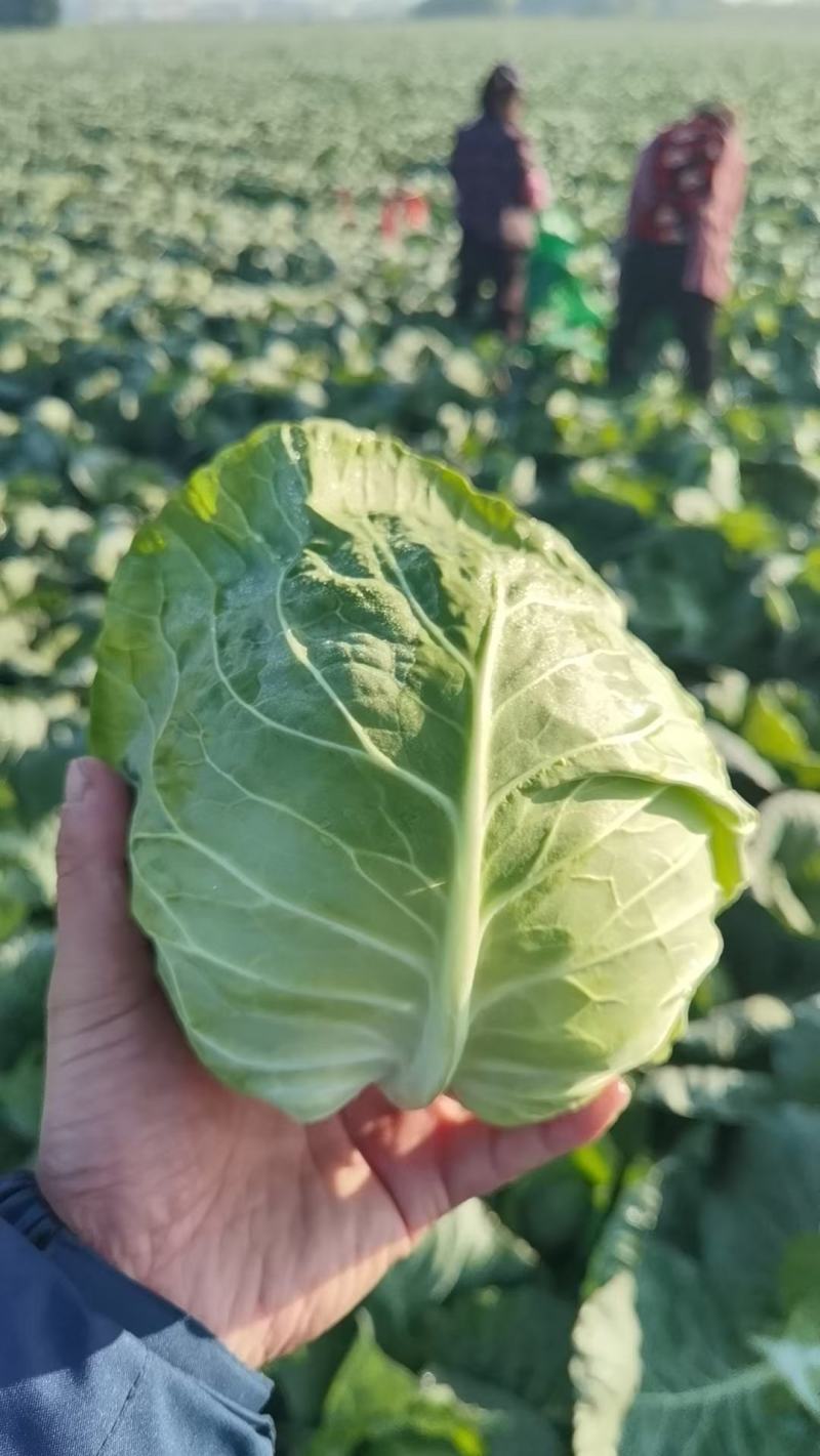 河北邯郸精品甘蓝圆包菜产地发货一手货源批发品质保证价格美