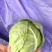 河北邯郸精品甘蓝圆包菜产地发货一手货源批发品质保证价格美