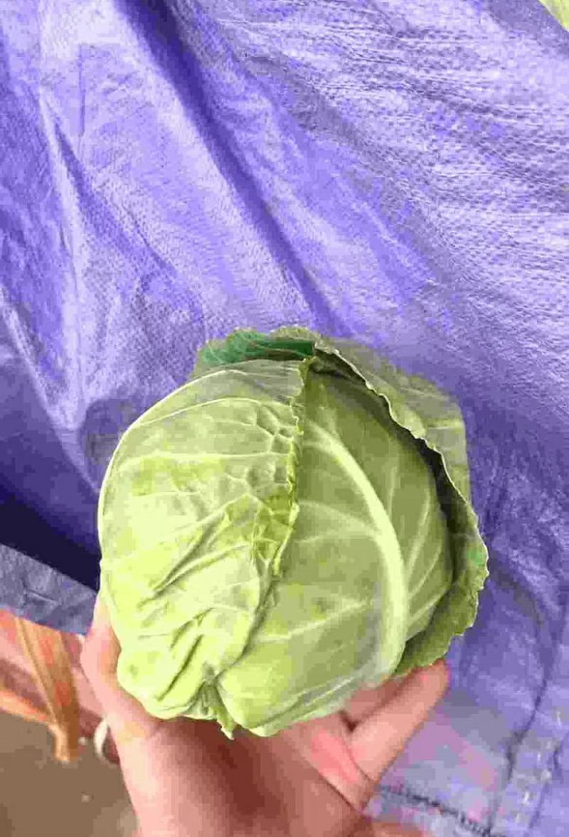 河北邯郸精品甘蓝圆包菜产地发货一手货源批发品质保证价格美