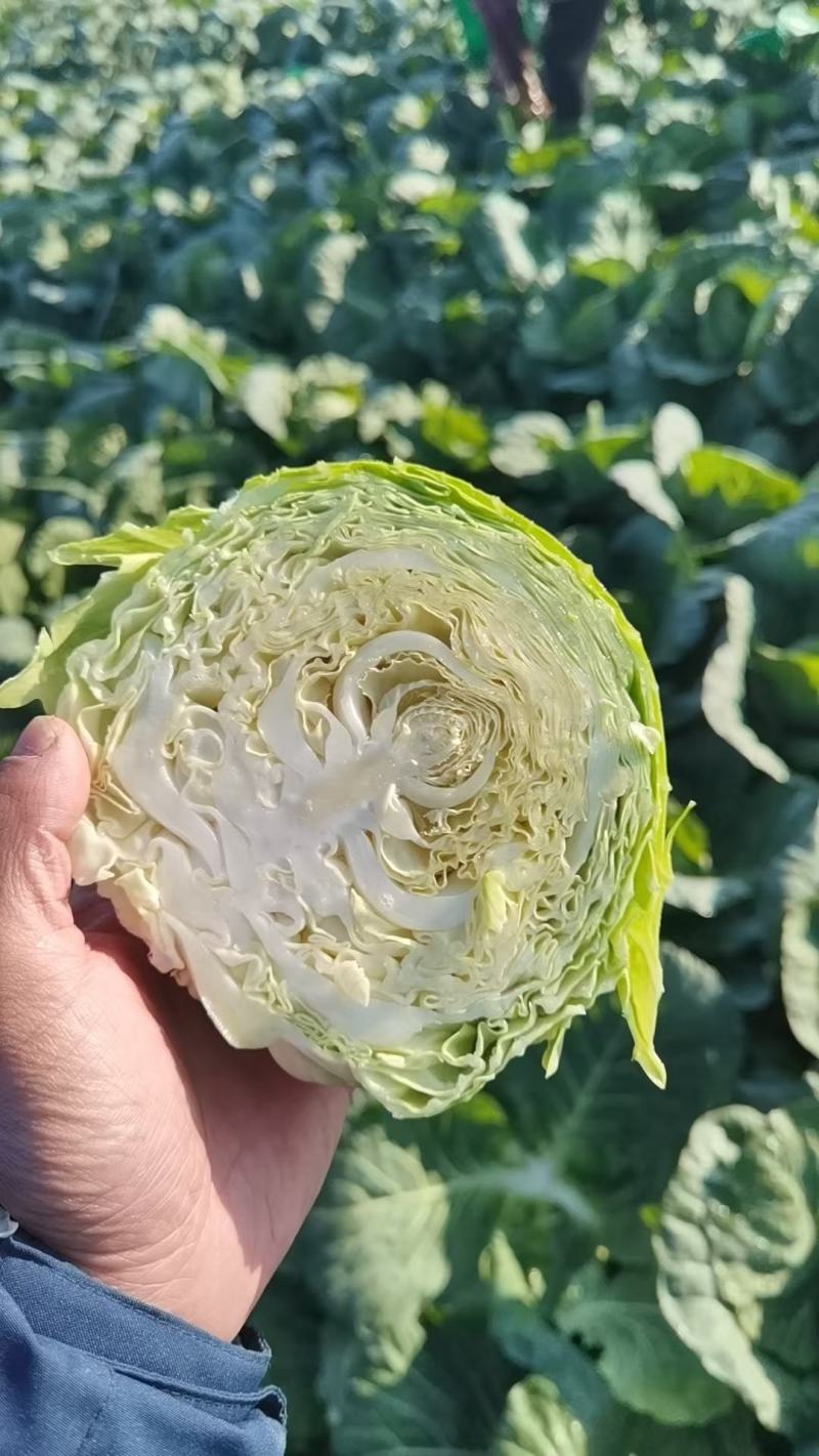 河北邯郸精品甘蓝圆包菜产地发货一手货源批发品质保证价格美