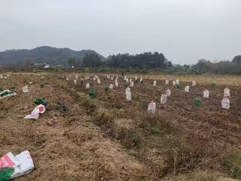 济薯26红薯量大质优价格优惠欢迎各大老板咨询采购