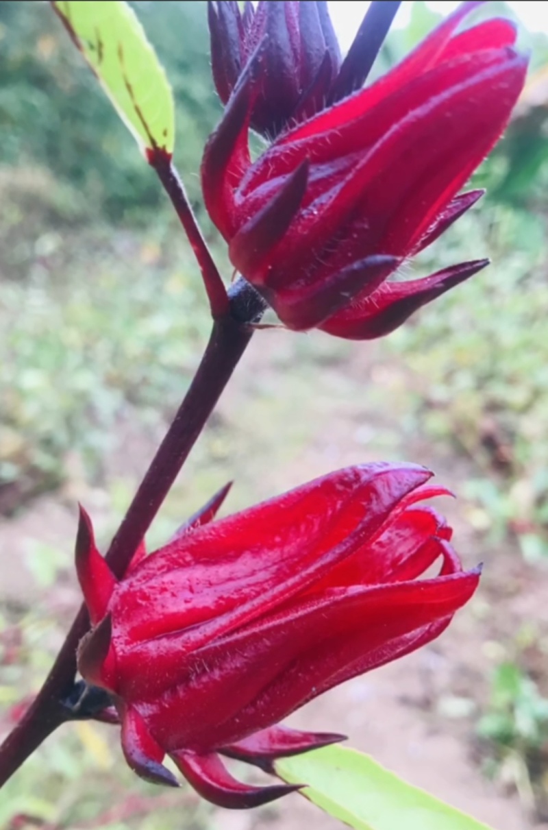 洛神花