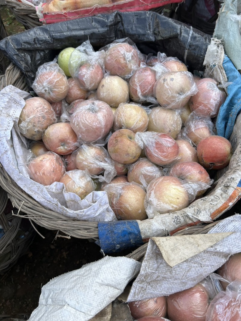 红富士苹果手漏干伤残果