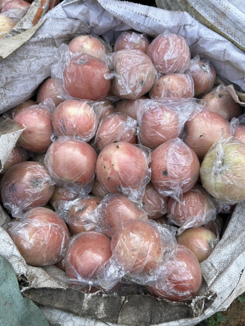 红富士苹果手漏干伤残果