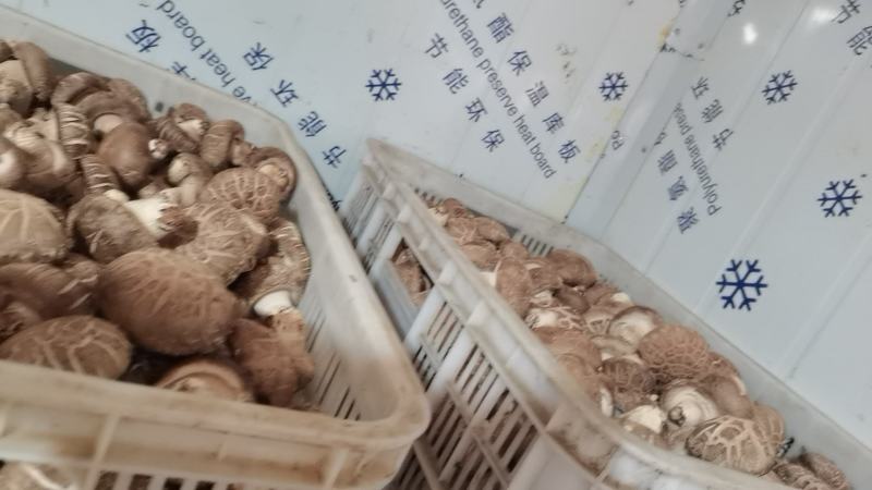 自产自销新鲜香菇808