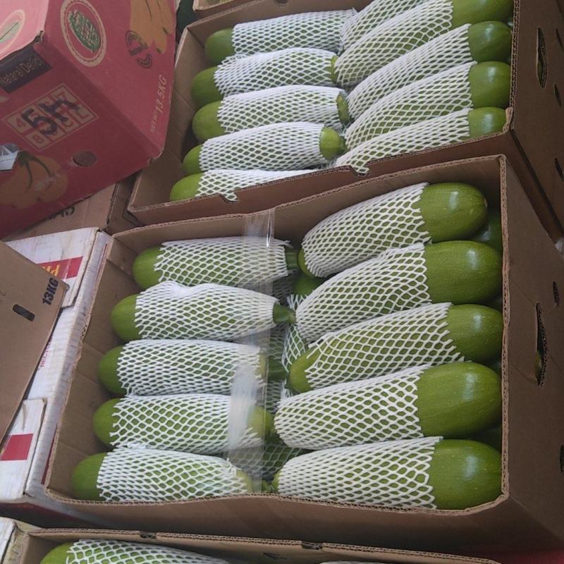 西葫芦，暖棚产地，万亩棚菜，