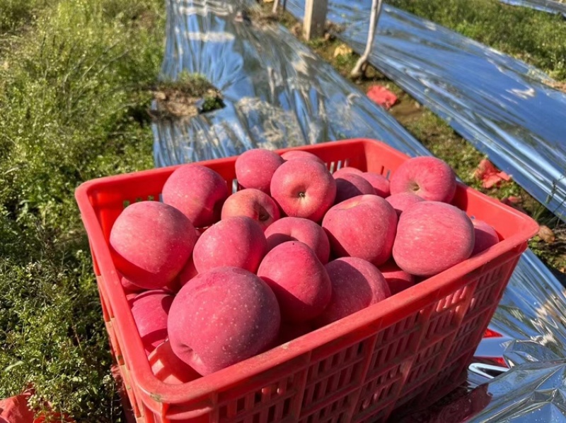 【一件代发】洛川苹果承接电商直播带货微商团购视频号等