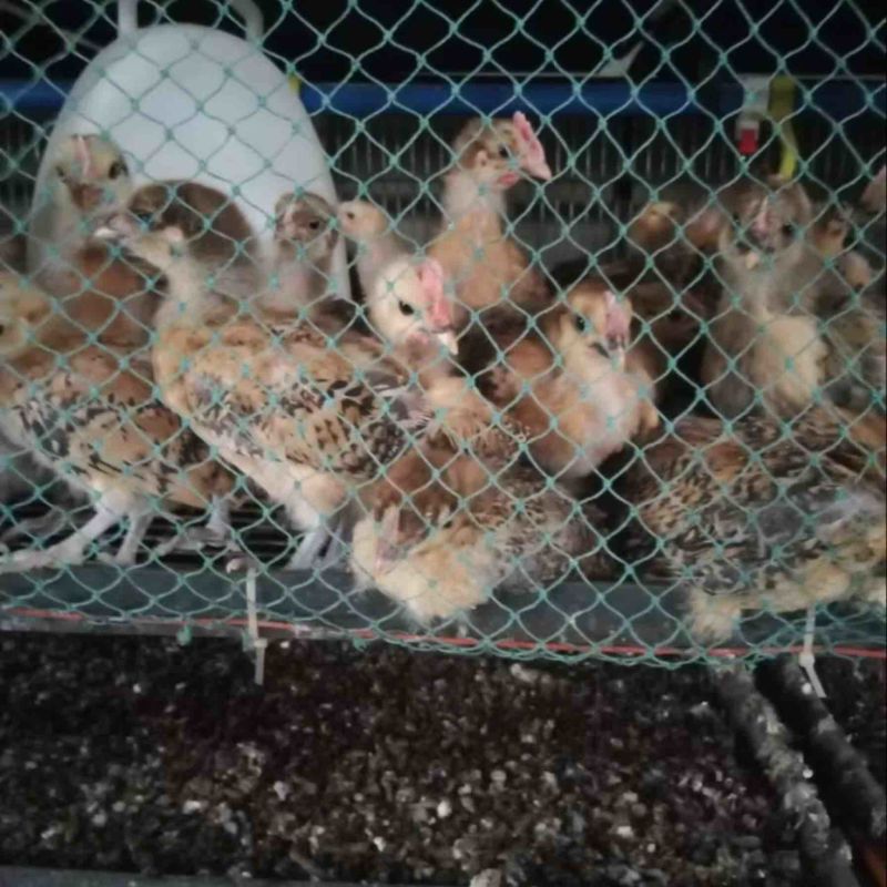 脱温鸡苗，土鸡苗，保质保量，量大从优，欢迎咨询