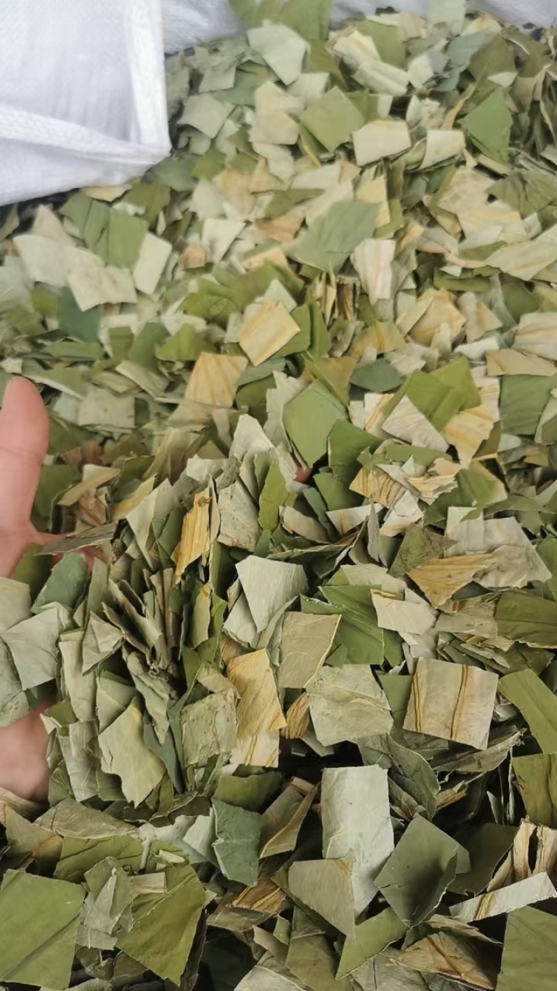 厂家直供荷叶，食品级，可作糯米鸡，荷叶新凤鸡