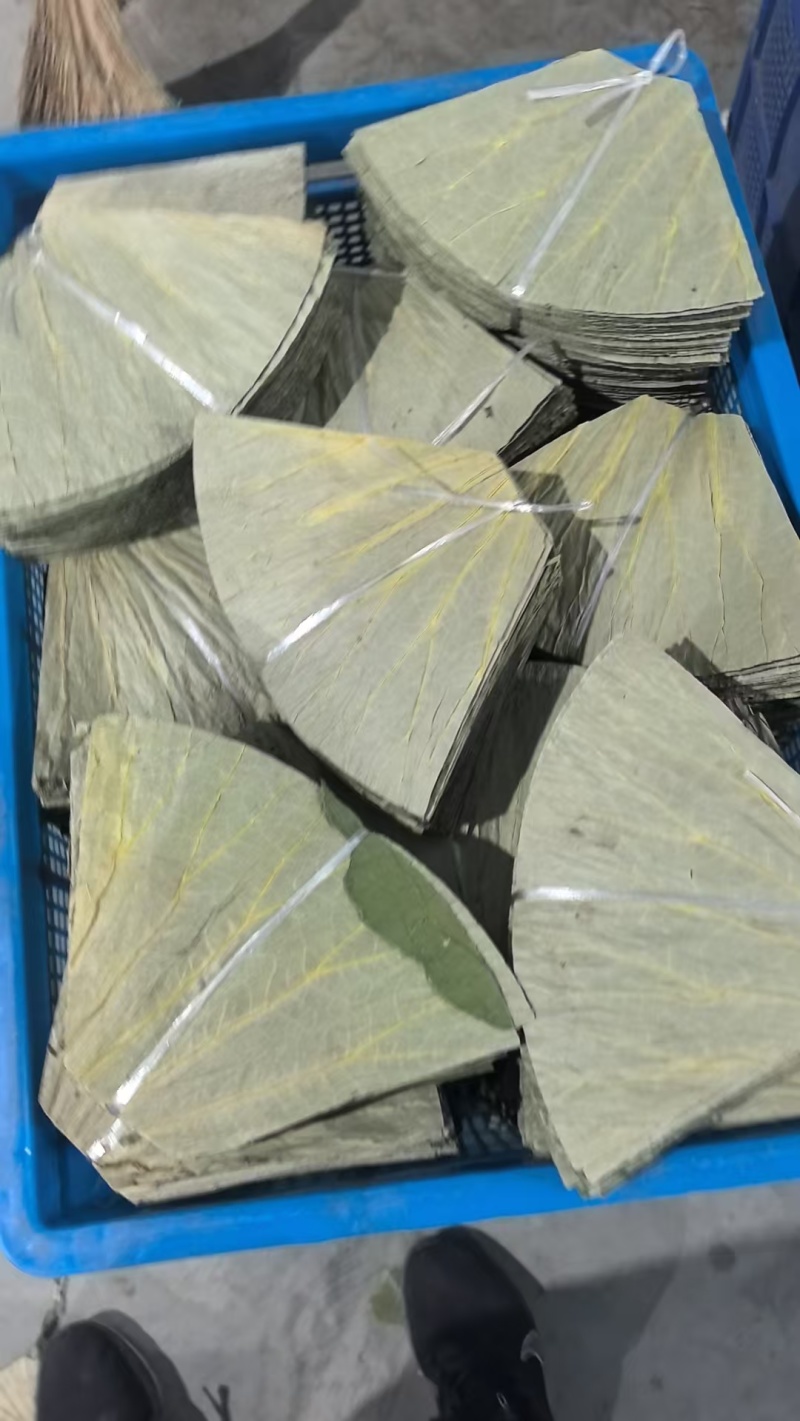 【荷叶】水果荷叶，可做饭店用支持一件代发包邮