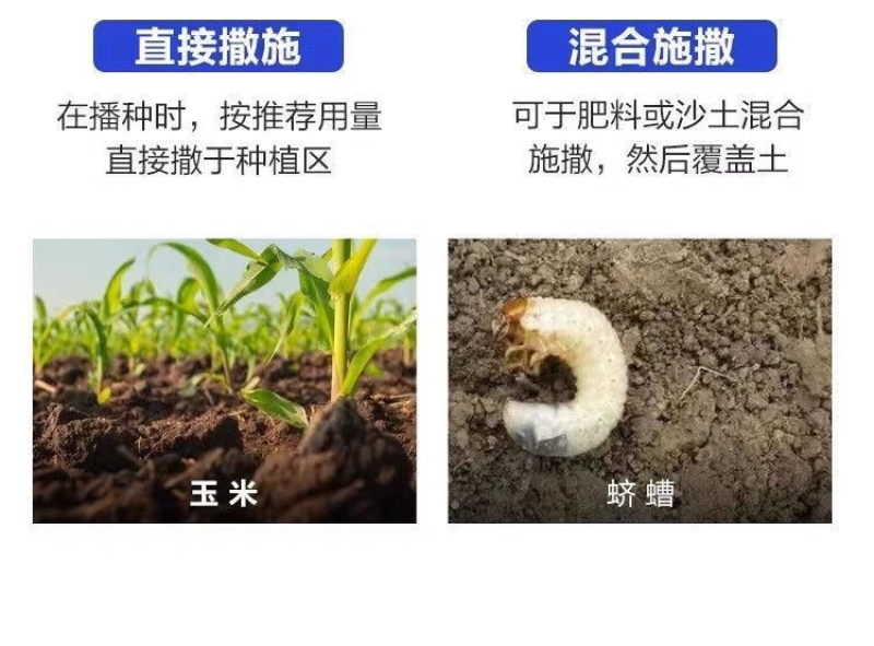 岷江3%辛硫磷地虫光颗粒剂地下害虫蛴螬地老虎金针虫撒施