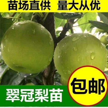 四川翠冠梨树苗，早熟，皮薄，多汁甜包成活，包邮送生根剂