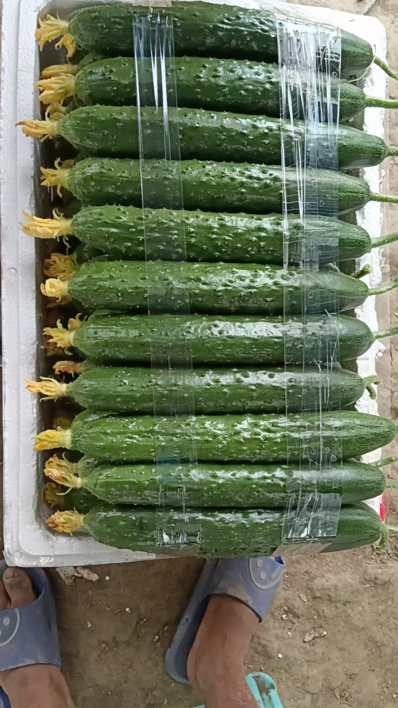 黄瓜