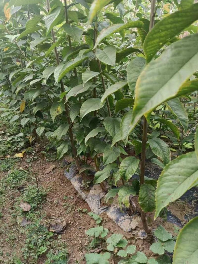 樱桃树苗，俄八，胜利，美早，布鲁克斯，雷尼，沙米驼等