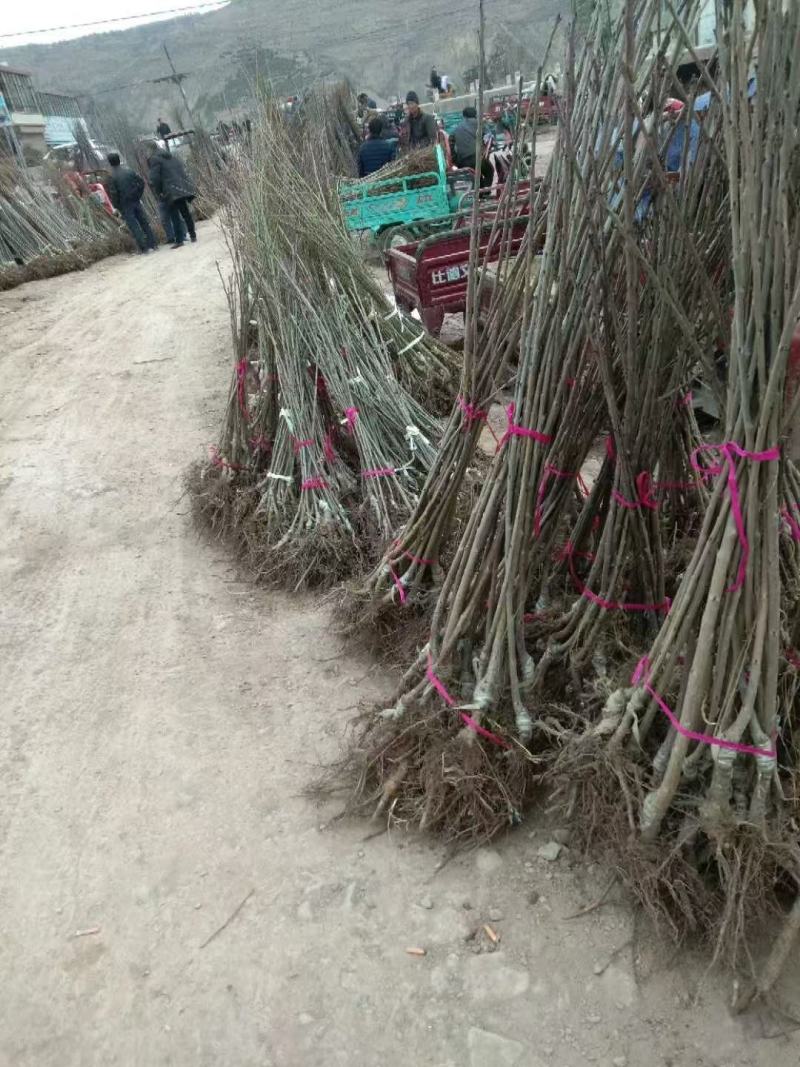 樱桃树苗，俄八，胜利，美早，布鲁克斯，雷尼，沙米驼等