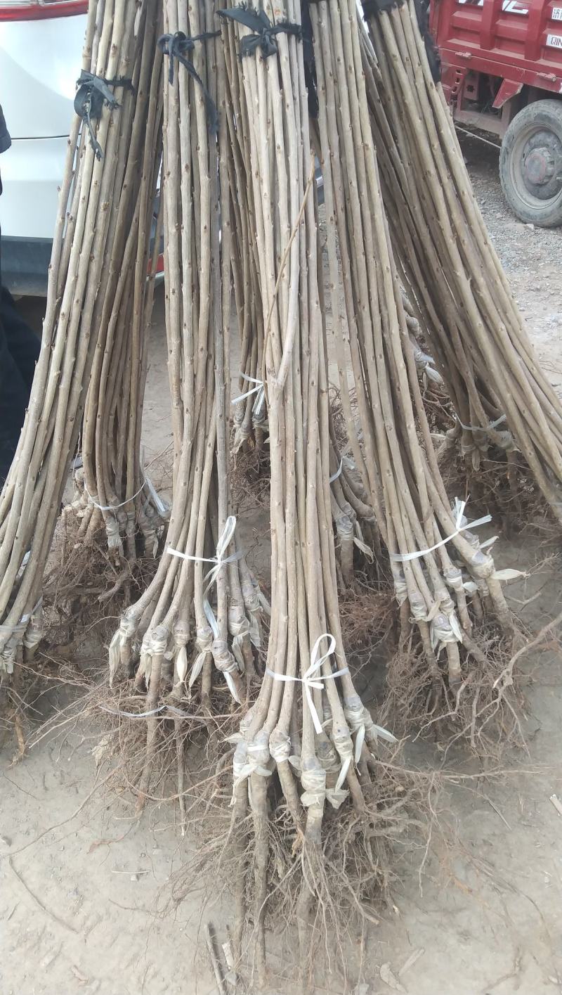 樱桃树苗，俄八，胜利，美早，布鲁克斯，雷尼，沙米驼等