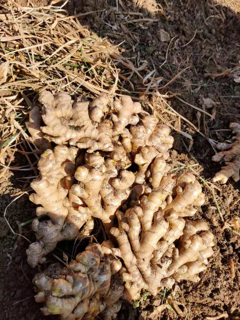 山东优质生姜小黄姜电商姜产地直发坏烂包赔量大价优全国发货