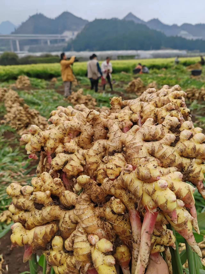 山东优质生姜小黄姜电商姜产地直发坏烂包赔量大价优全国发货