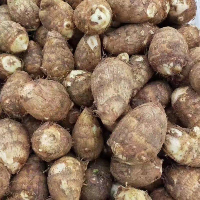 山东精品芋头毛芋头8520芋头个头均匀产地直发质量好