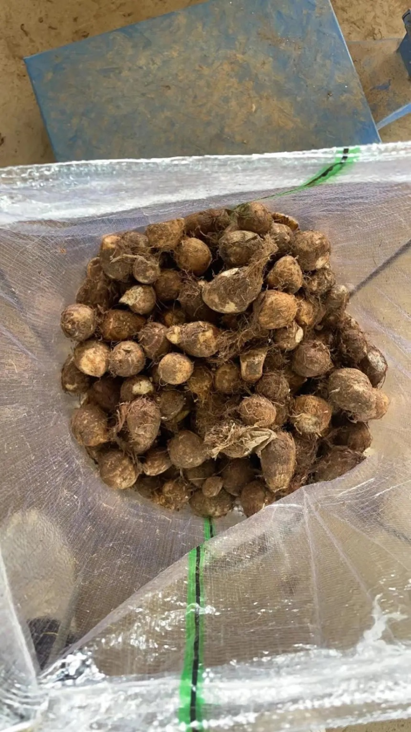 山东精品芋头毛芋头8520芋头个头均匀产地直发质量好