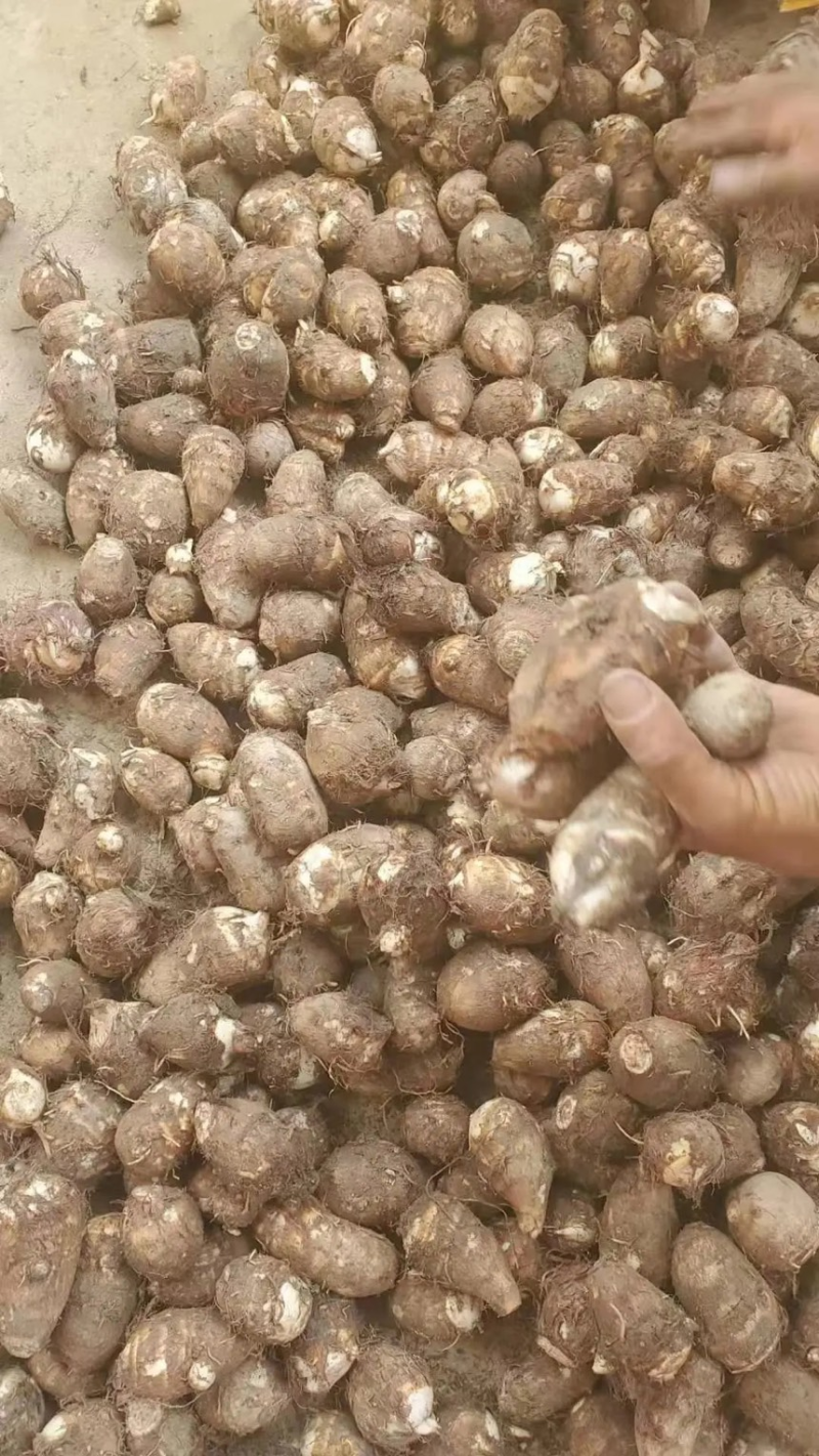 山东精品芋头毛芋头8520芋头个头均匀产地直发质量好