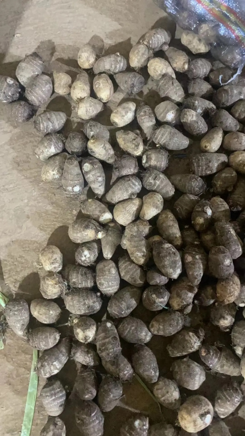 山东精品芋头毛芋头8520芋头个头均匀产地直发质量好
