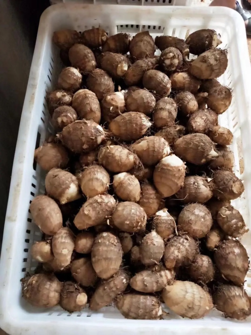 山东精品芋头毛芋头8520芋头个头均匀产地直发质量好