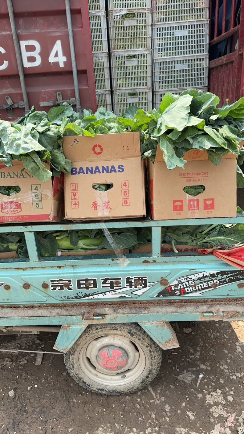 芥蓝大量上市