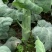 芥蓝大量上市