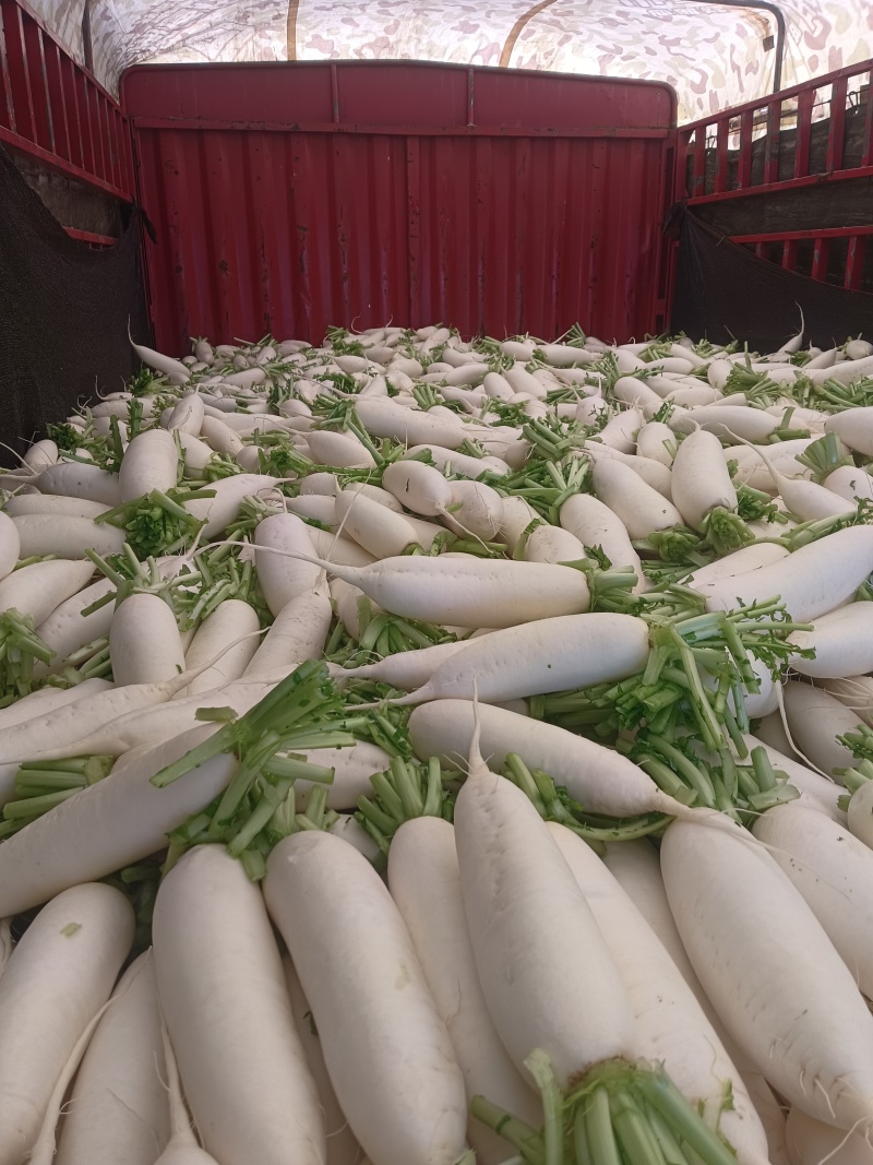 河南，白玉萝卜，杂交萝卜，产地一手货源，量大从优，