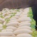 河南，白玉萝卜，杂交萝卜，产地一手货源，量大从优，