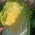 山东青岛平度精品黄心短颗白菜大量上市，需要的老板联系