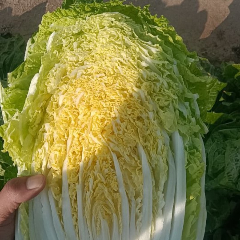山东青岛平度精品黄心短颗白菜大量上市，需要的老板联系