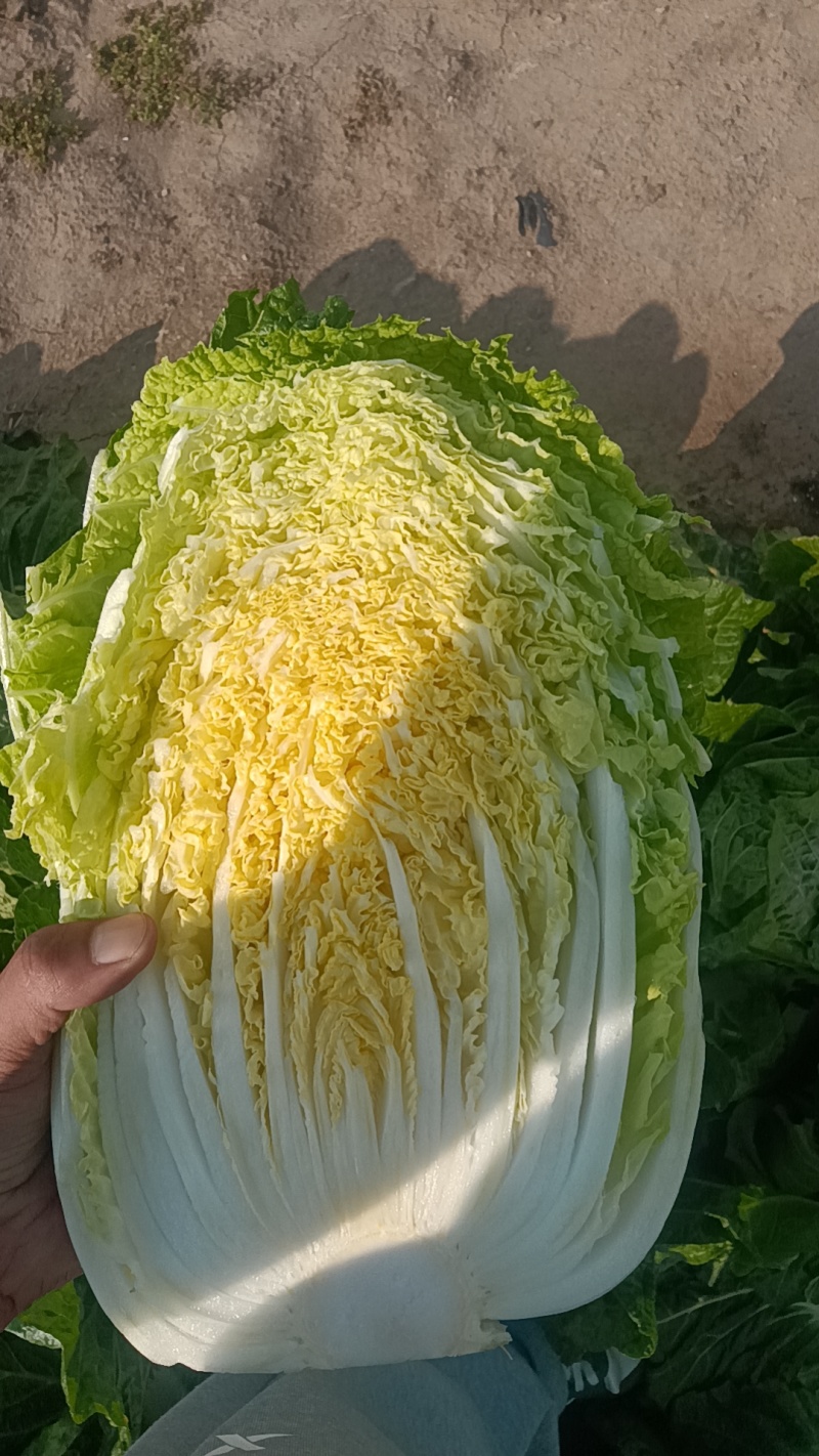 山东青岛平度精品黄心短颗白菜大量上市，需要的老板联系