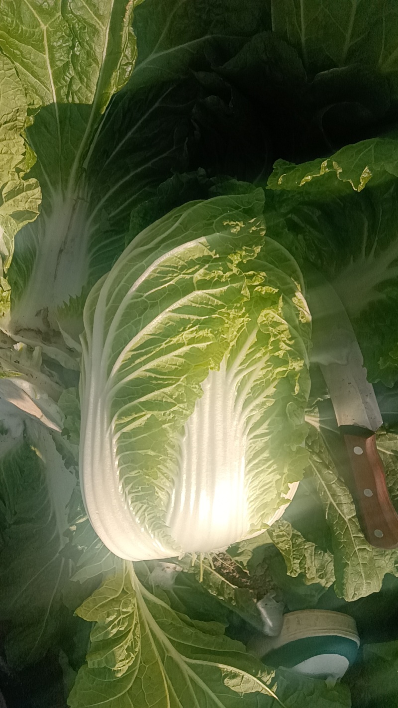 山东青岛平度精品黄心短颗白菜大量上市，需要的老板联系