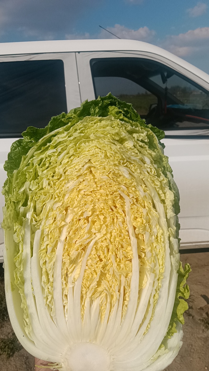 山东青岛平度精品黄心短颗白菜大量上市，需要的老板联系