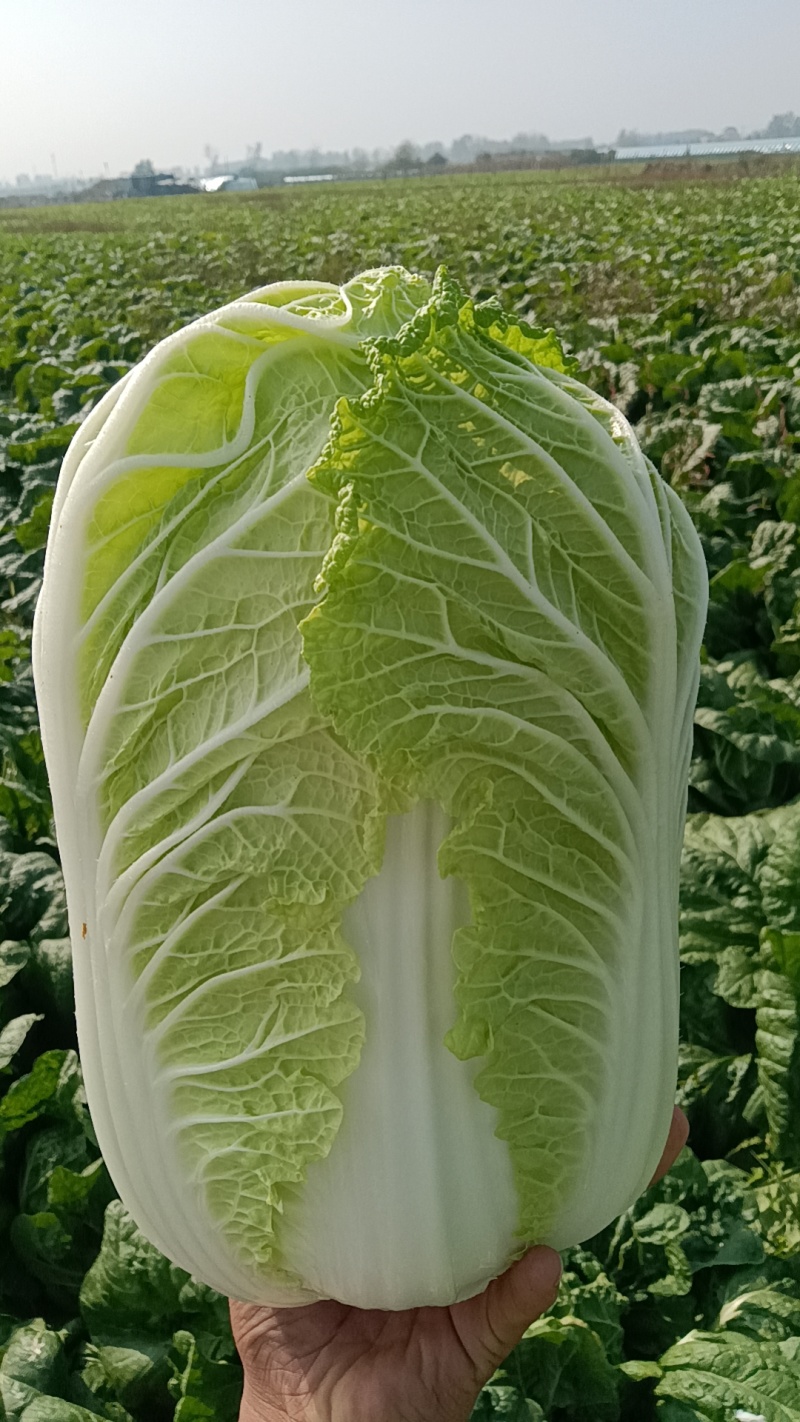 山东青岛平度精品黄心短颗白菜大量上市，需要的老板联系