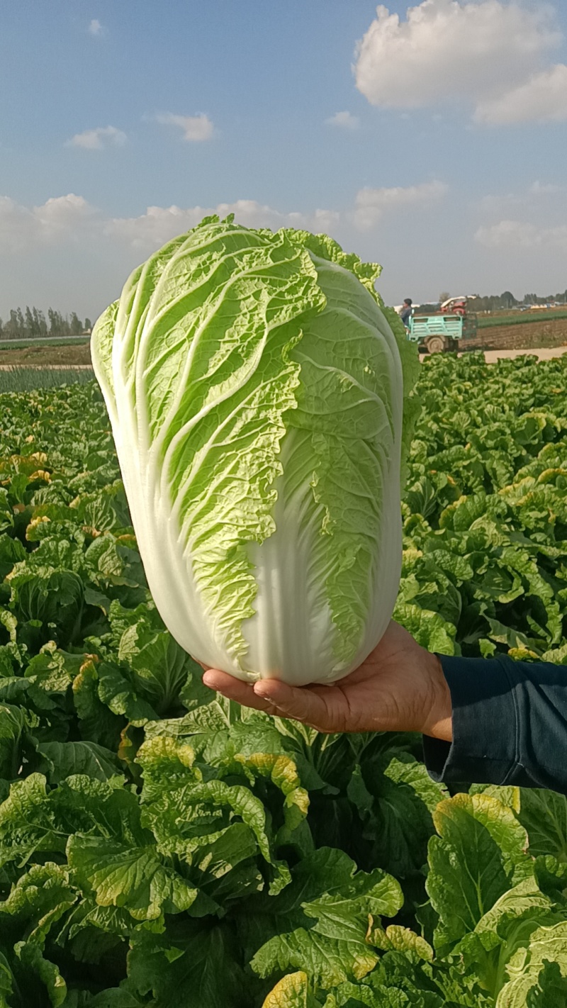 山东青岛平度精品黄心短颗白菜大量上市，需要的老板联系