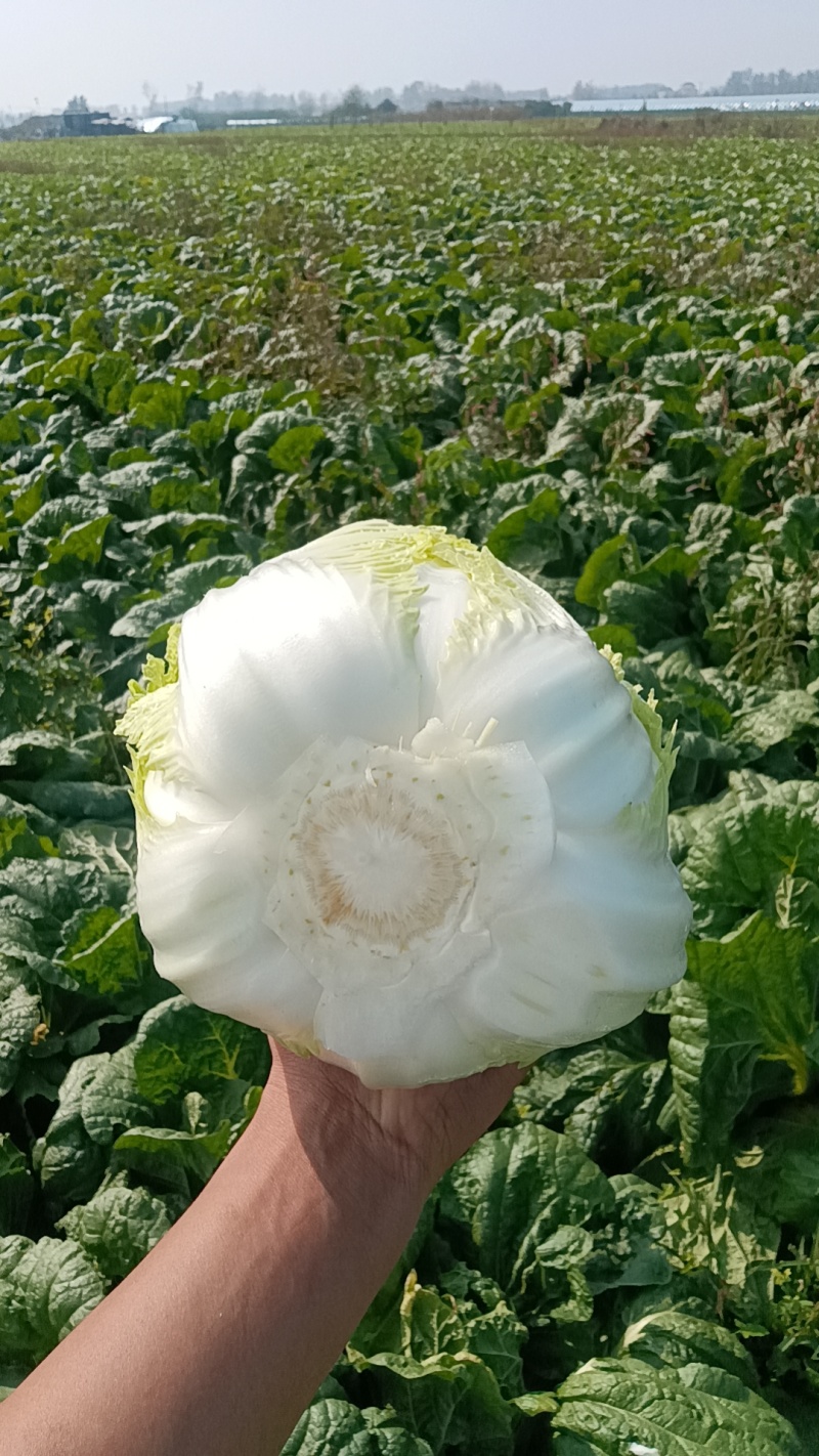 山东青岛平度精品黄心短颗白菜大量上市，需要的老板联系