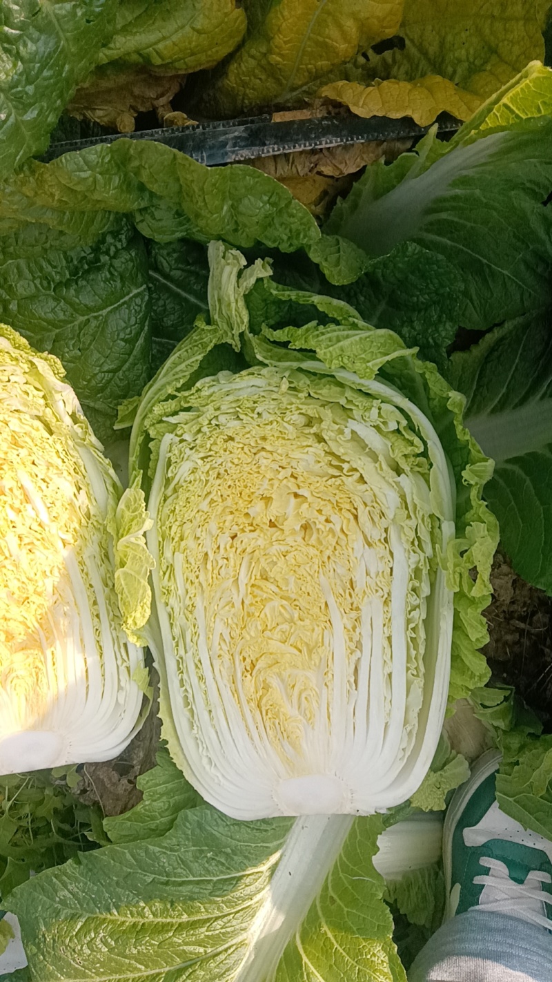 山东青岛平度精品黄心短颗白菜大量上市，需要的老板联系