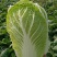 山东青岛平度精品黄心短颗白菜大量上市，需要的老板联系