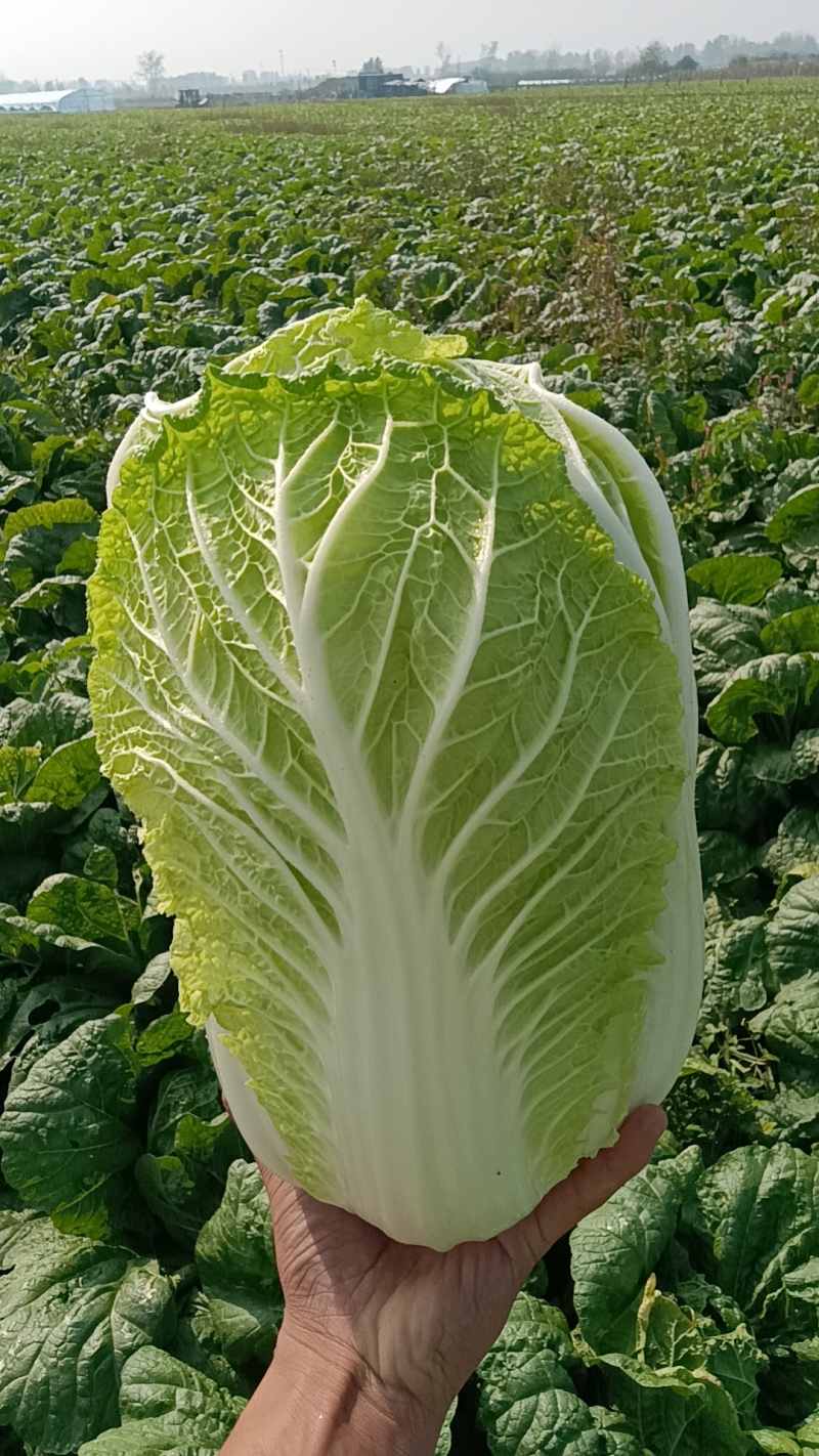 山东青岛平度精品黄心短颗白菜大量上市，需要的老板联系