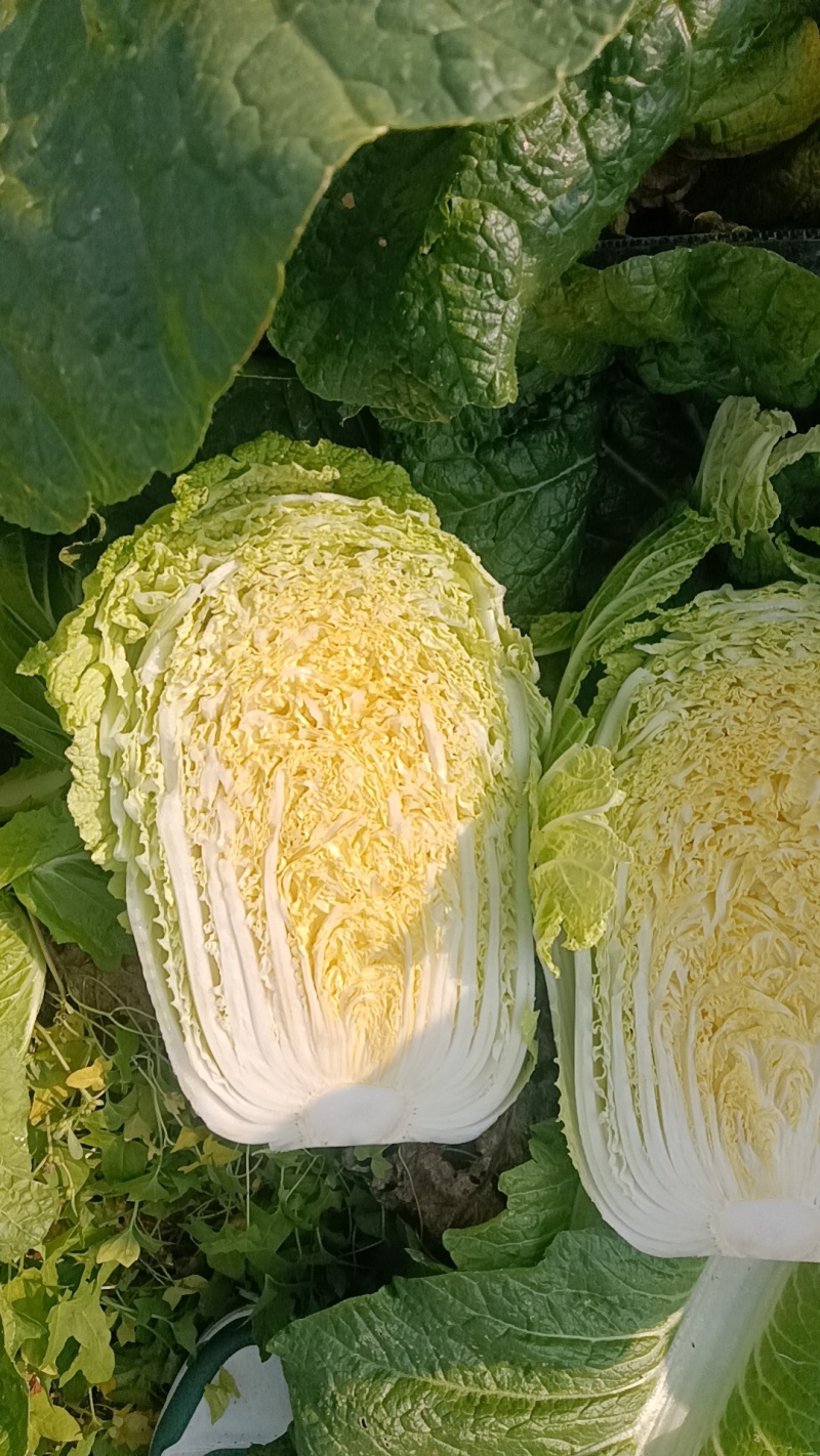 山东青岛平度精品黄心短颗白菜大量上市，需要的老板联系