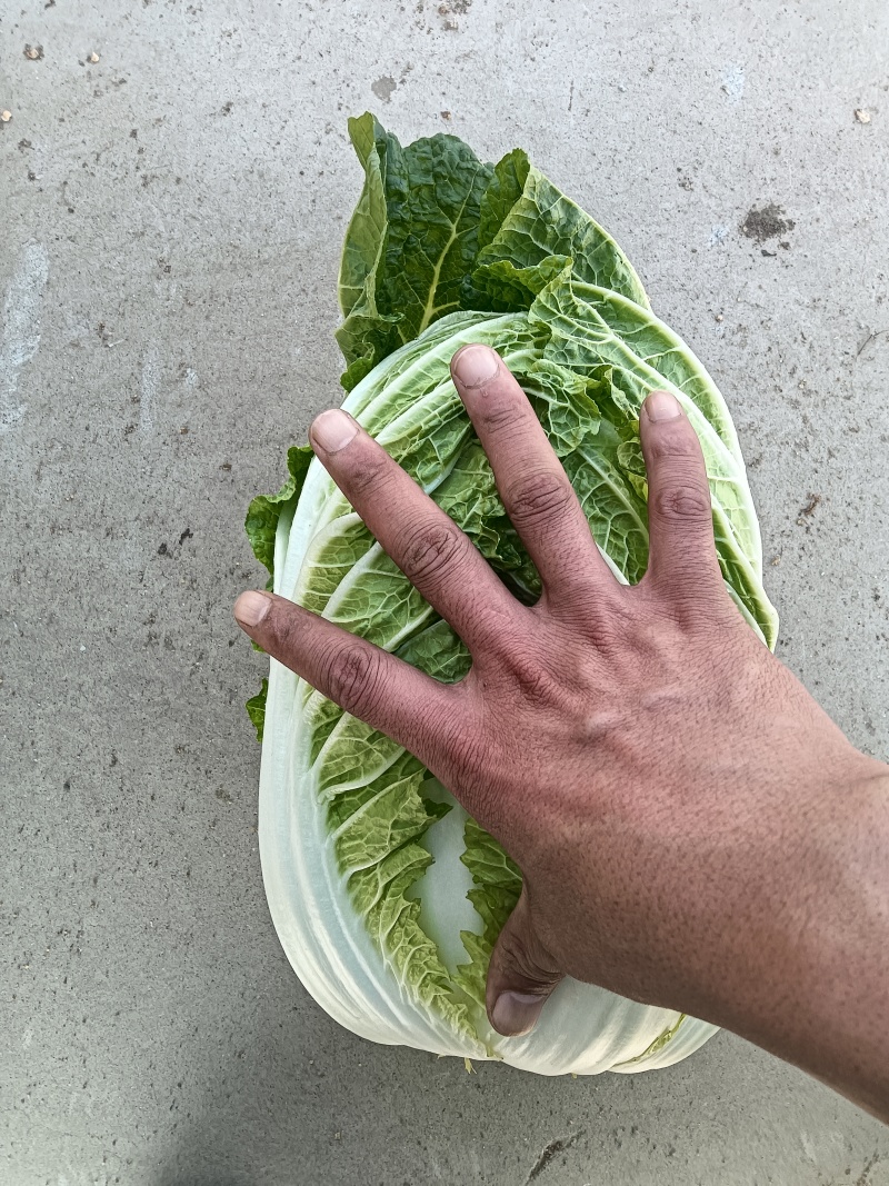 山东青岛平度精品黄心短颗白菜大量上市，需要的老板联系