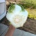 山东青岛平度精品黄心短颗白菜大量上市，需要的老板联系