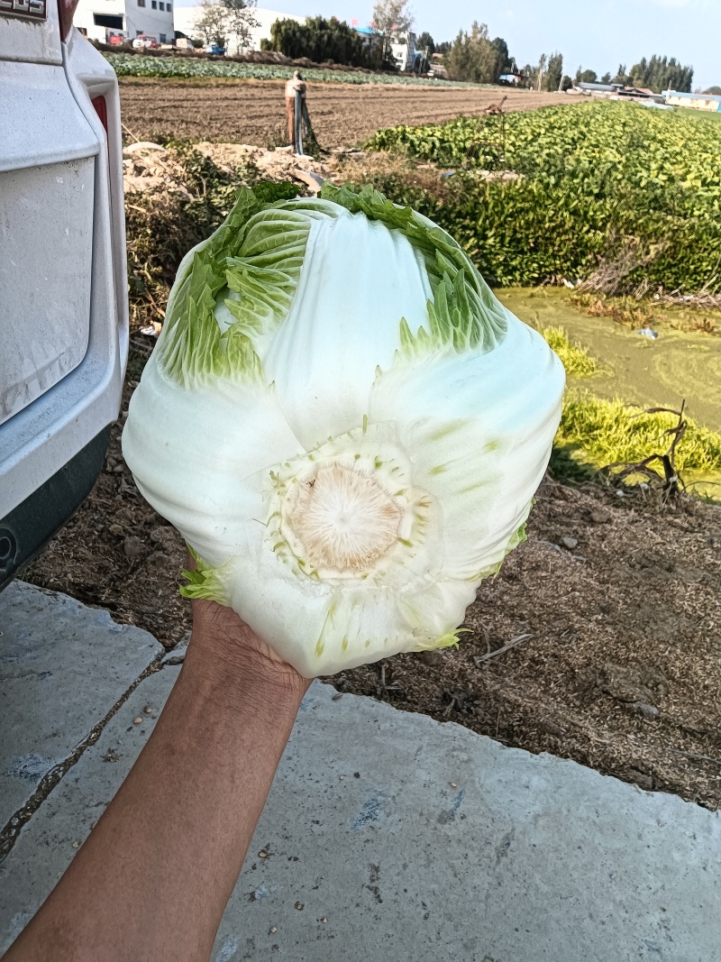 山东青岛平度精品黄心短颗白菜大量上市，需要的老板联系