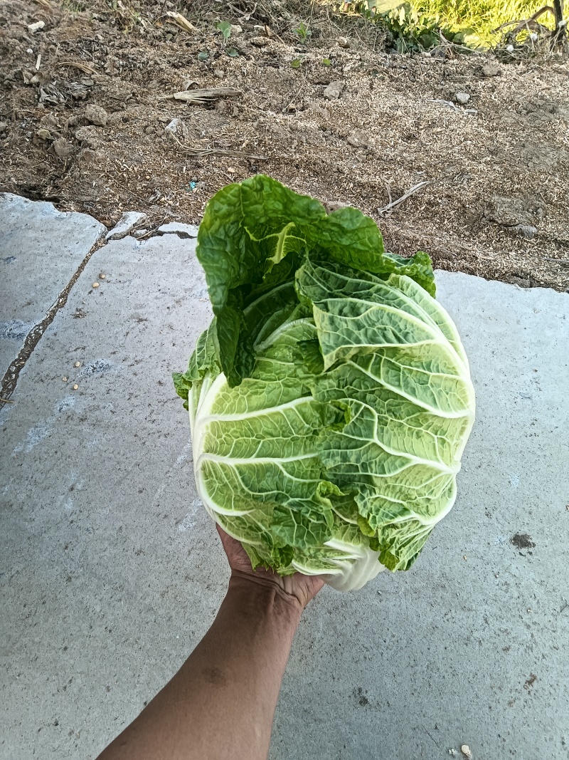 山东青岛平度精品黄心短颗白菜大量上市，需要的老板联系