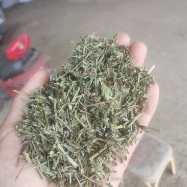 大量出售半枝莲片子