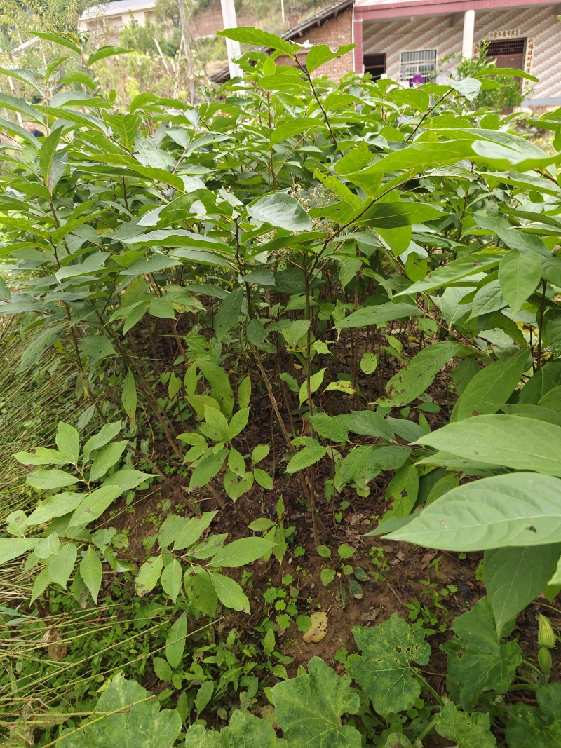 实生柿子苗嫁接柿子枮木，基地直发。